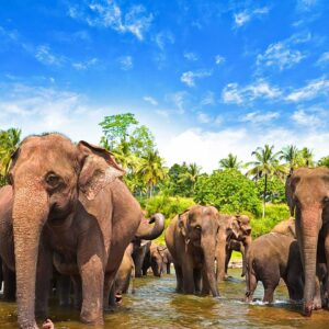 Wild Soul of Ceylon 11N/12D